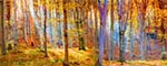 Forest trees with yellow glow and blue sunbeam